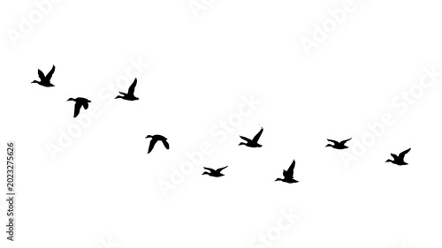 ducks flock isolated on transparent background png, flying ducks on transparent background.