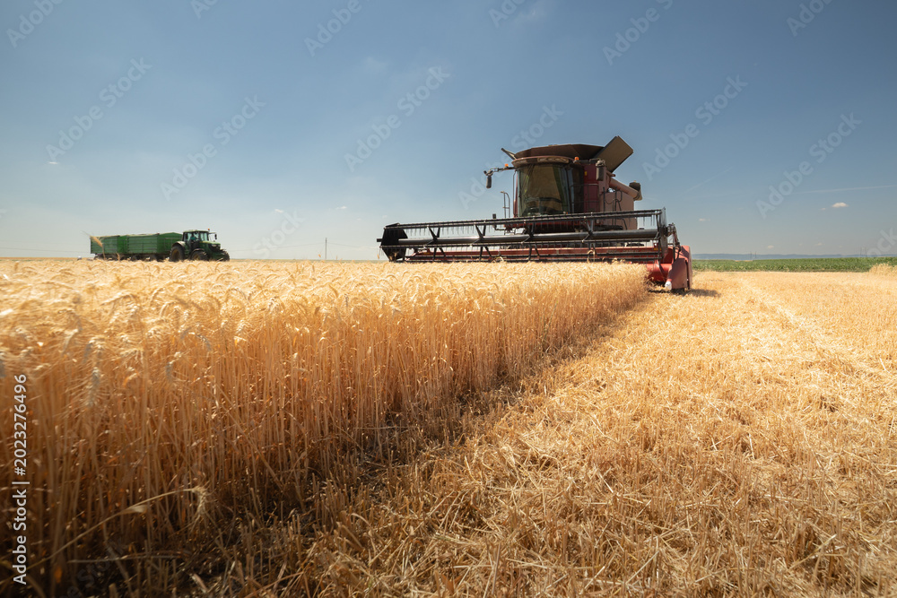 Fototapeta premium A combine harvester working in a wheat field
