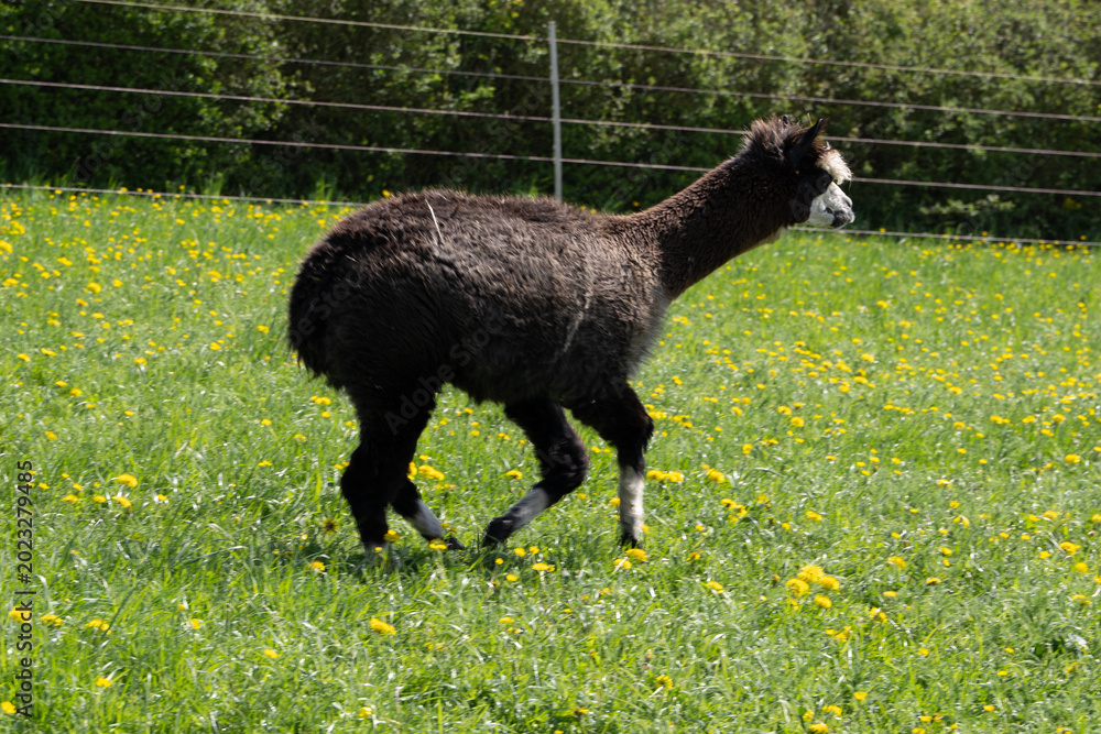 Fototapeta premium alpaka tier natur lama
