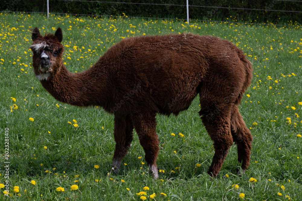 Fototapeta premium alpaka tier natur lama