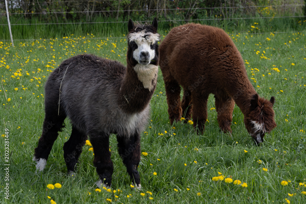 Fototapeta premium alpaka tier natur lama paar 2