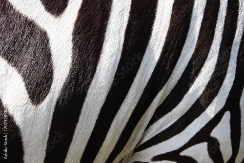 Zebra, zebra texture, background image