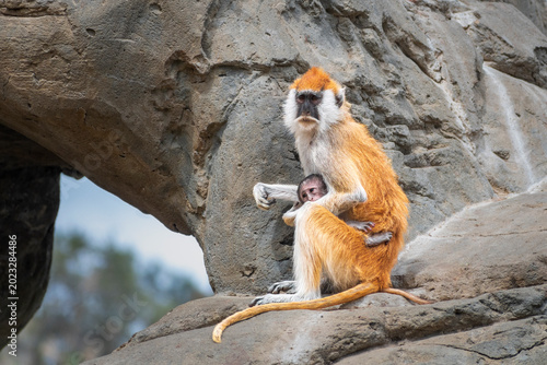 Photography patas monkey with a small baby sits on a rock