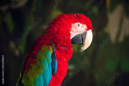 Green-winged macaw. Close-up of the parrot's head in profile.