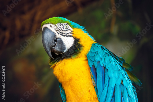 Blue-and-yellow macaw close-up. Ara ararauna parrot.