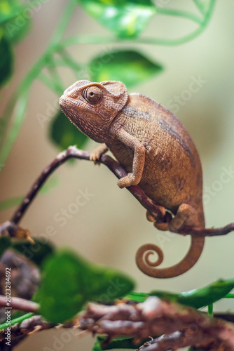 chameleon sitting on a branch. close-up photo. shallow depth of field