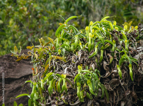 Nepenthes reinwardtiana growing on sandstone cliffs in Bako National Park, Sarawak, Borneo