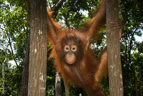 Young orangutan playing in rainforest trees, Sabah Borneo Malaysia