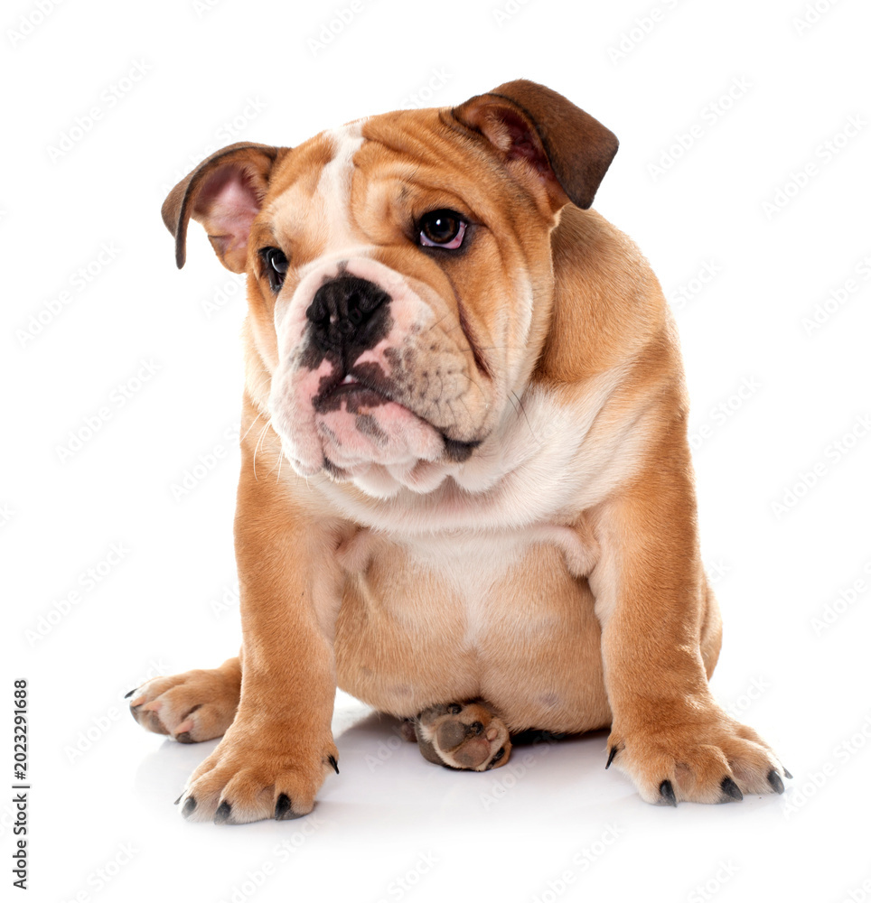 Obraz premium young english bulldog