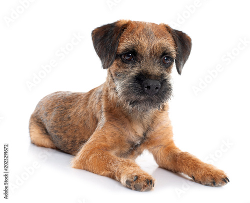 Canvastavla purebred border terrier