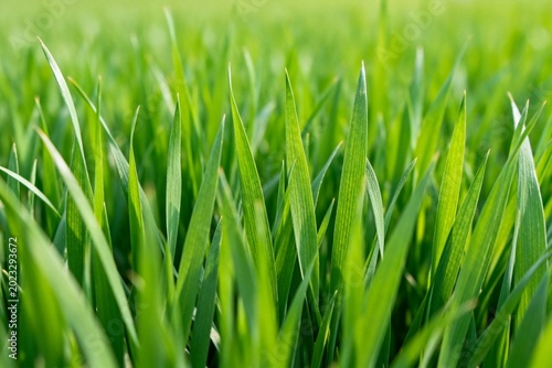 Closeup of vibrant green grass blades