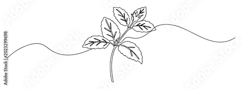 Cuadro en lienzo lemon balm herb line drawing