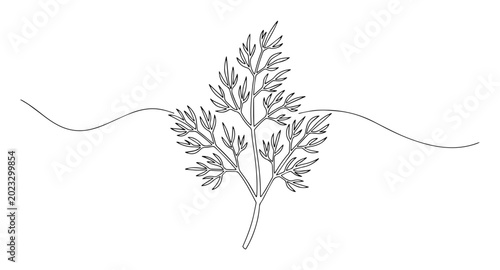 Photos chervil herb line art drawing