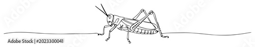 Photos grasshopper line art drawing