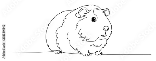 Obraz na płótnie vector line drawing of a guinea pig isolated on white