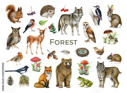 Forest png clipart set with woodland animals, birds, mushrooms and plants. Hand painted watercolor illustration nature collection for nursery decor, stickers and forest themed design