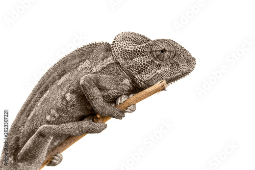 grey chameleon sitting on a branch. close-up photo. white background
