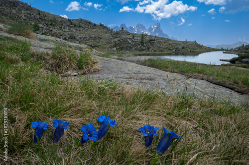Trentino, fiori di montagna