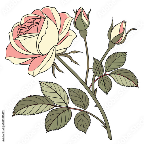 Fotografía a shropshire lad english rose with branch