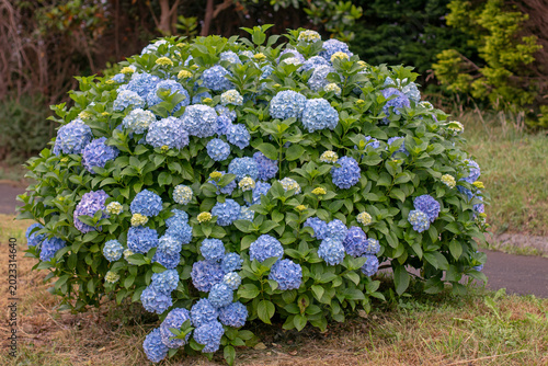Obraz na płótnie Blue hydrangea macrophylla bush with large flower heads