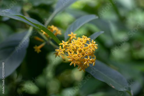 Vászonkép Cestrum aurantiacum, orange cestrum or orange jessamine yellow star shaped flowe