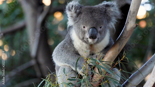 Photography Close-up Portrait of a Koala Sitting in a Eucalyptus Tree in Melbourne