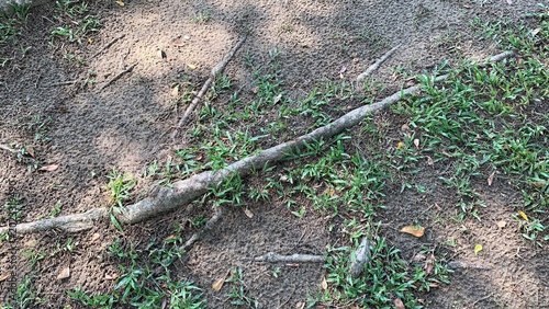 Obraz na plátně Sloped terrain with exposed roots and patches of grass over soil, showing uneven