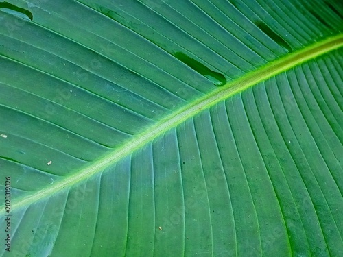 Vibrant Green Banana Leaf Close Up With Detailed Parallel Veins and Midrib, Fresh Tropical Foliage Texture Background