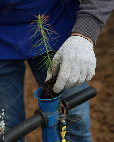 planting a tree