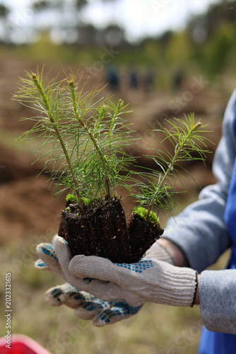 planting a plant