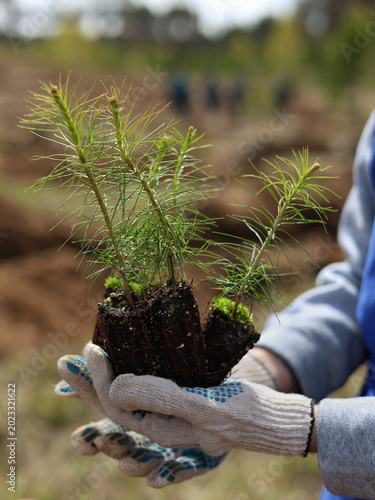 planting a plant