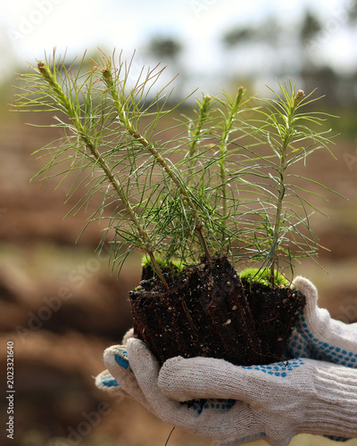 planting a plant