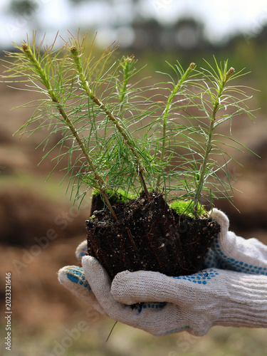 planting a plant