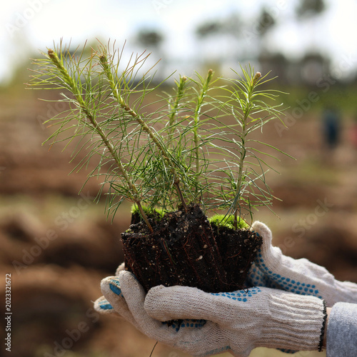 planting a plant