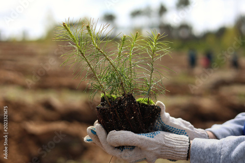 planting a plant