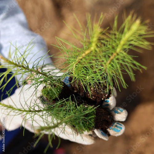 tree planting