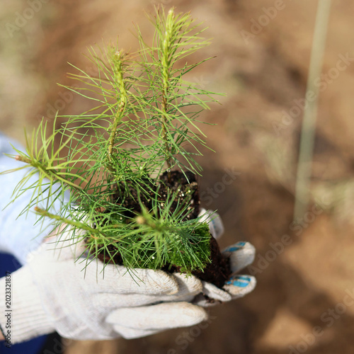 Tree planting in hand