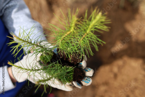 tree planting