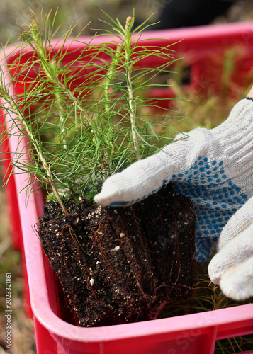  tree planting 
