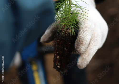 tree planting