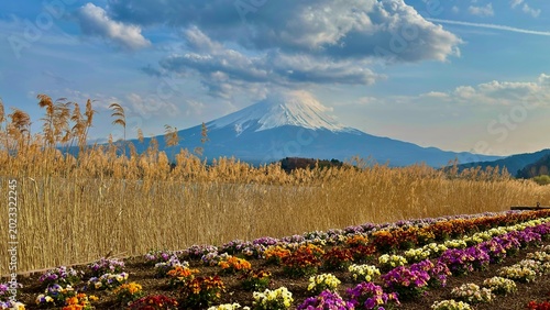 Mount Fuji viewed from oishi park kawaguchiko