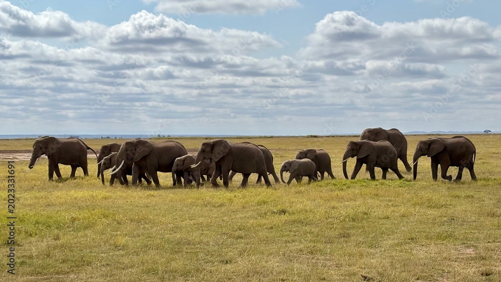 Fototapeta premium Elephants in Amboseli National Park, Kenya