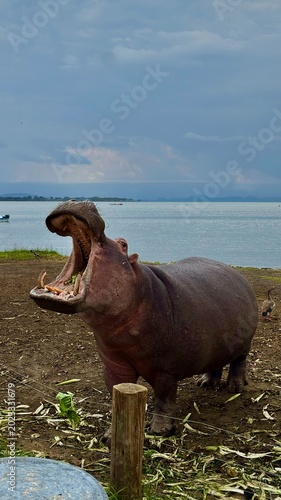 Hippo in Lake Naivasha, Kenya