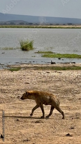 Hyena in the wild, Masai Mara, Kenya