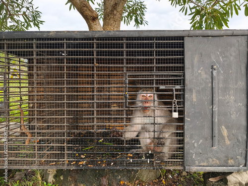 A long-tailed macaque monkey locked inside a rusty iron cage outdoors.