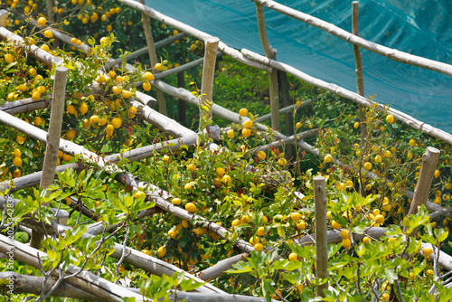 Foto Ripe yellow lemons grow on traditional rustic wooden trellis system covered with