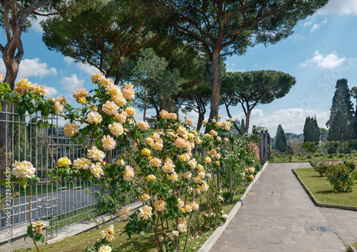 The Rose Garden with Menorah shape walkways at Aventine Hill in Rome