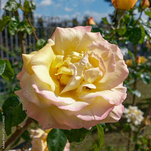 The Rose Garden with Menorah shape walkways at Aventine Hill in Rome