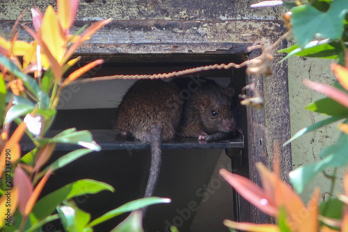 Wild rats close-up view, Borneo Island 