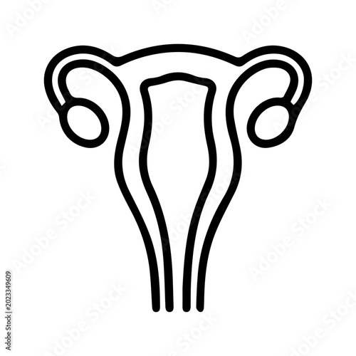 Human Uterus Organ